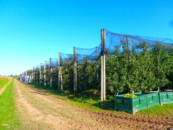 terreno agricolo in vendita a Cuneo in zona Passatore