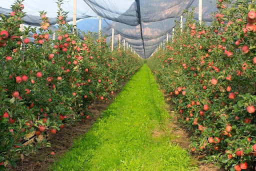 terreno agricolo in vendita a Cuneo