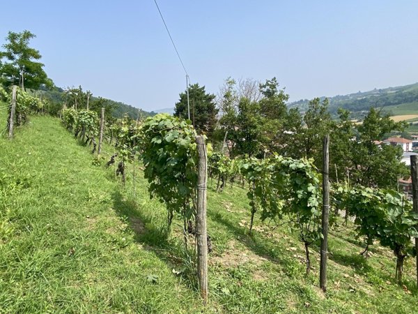 terreno agricolo in vendita a Diano d'Alba