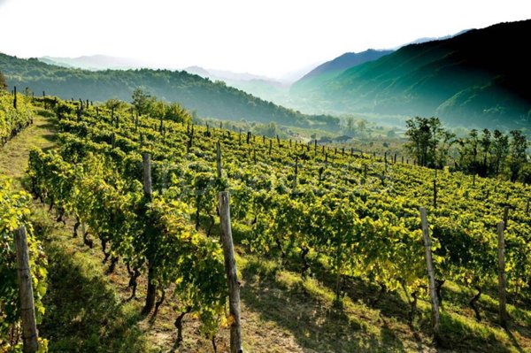 terreno agricolo in vendita a Diano d'Alba