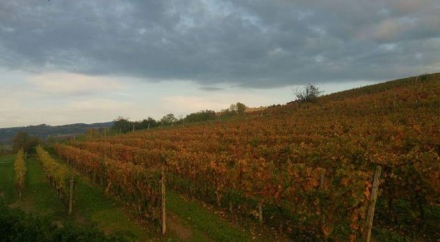 terreno agricolo in vendita a Dogliani