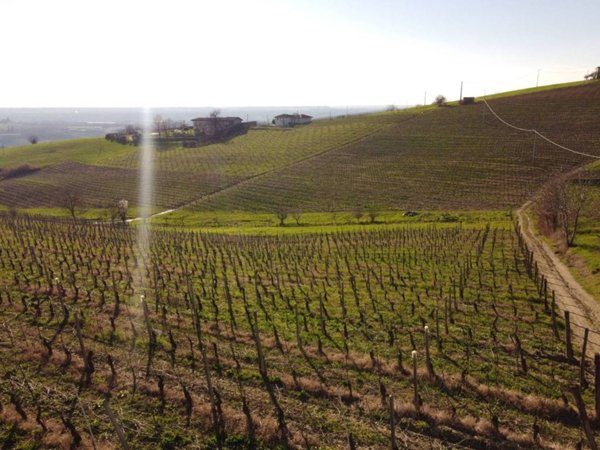 terreno agricolo in vendita a Dogliani