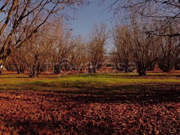 terreno edificabile in vendita a Dogliani