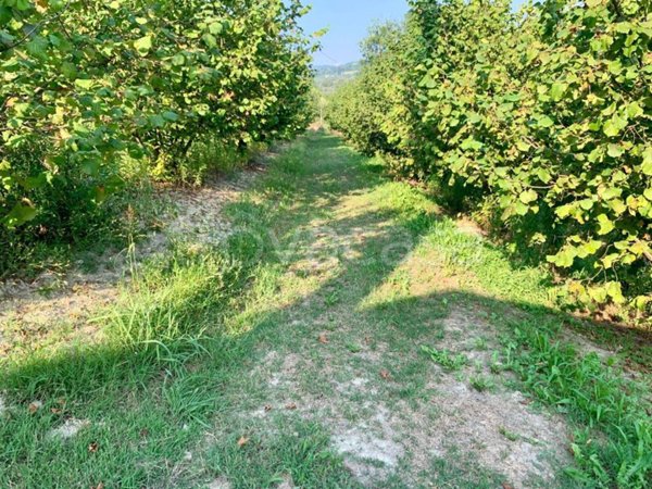 casa indipendente in vendita a Dogliani