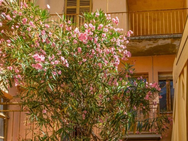 casa indipendente in vendita a Dronero