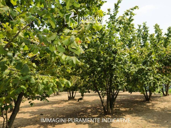 terreno agricolo in vendita a Farigliano